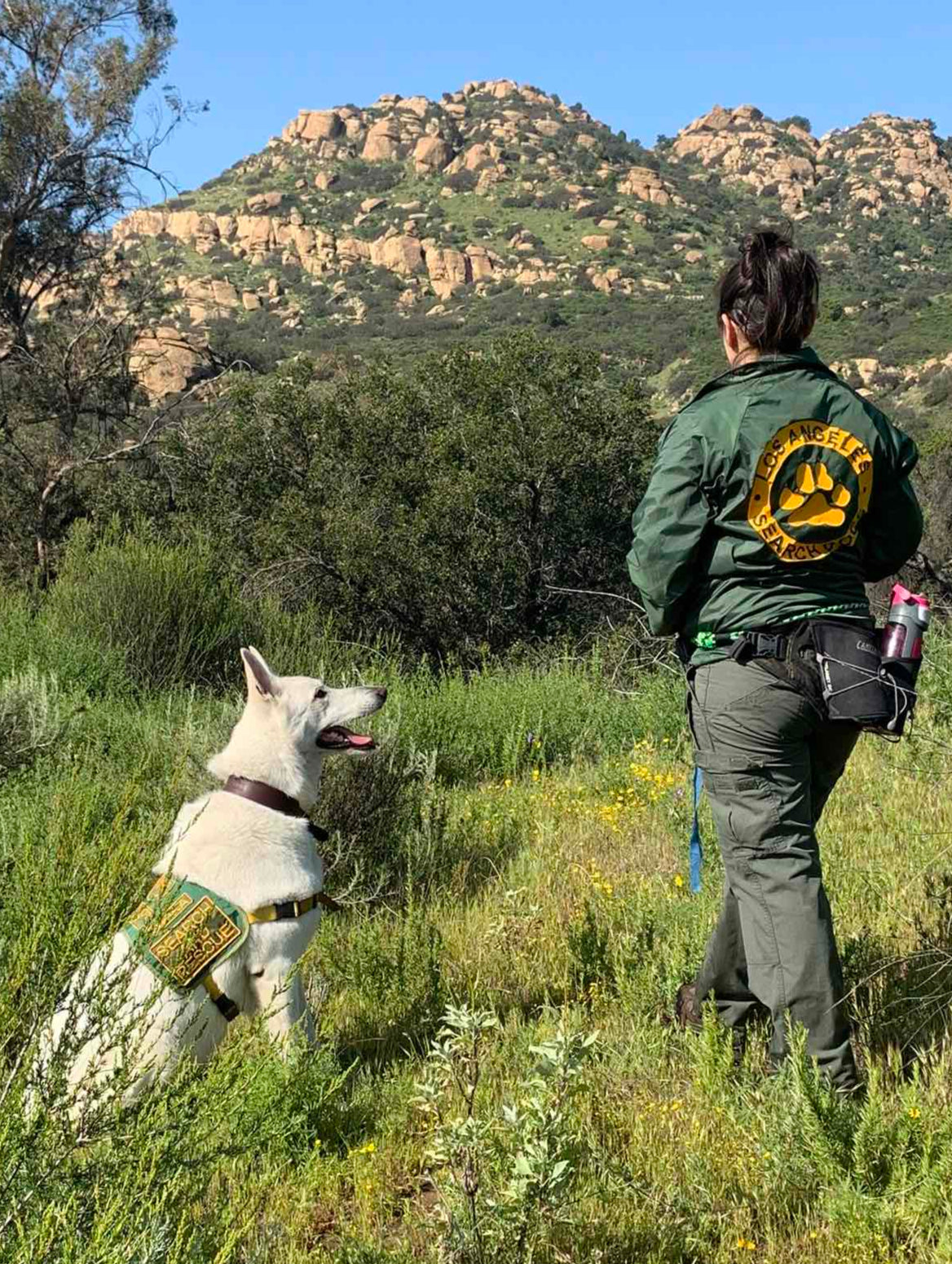 Person in a green uniform with a bear emblem standing next to a white dog in a field with mountains in the background.