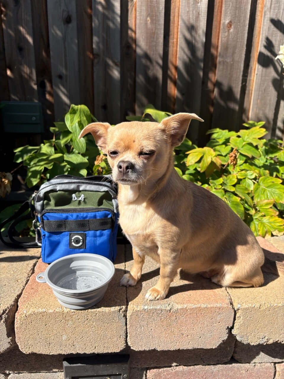 Small dog sitting on a stone ledge with a blue bag and gray bowl nearby.